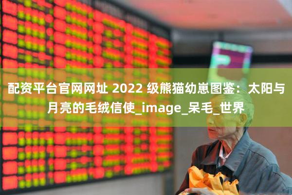 配资平台官网网址 2022 级熊猫幼崽图鉴:太阳与月亮的毛绒信使_image_呆毛_世界